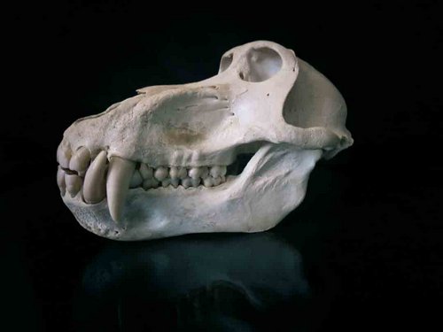 Chacma Baboon skull teeth