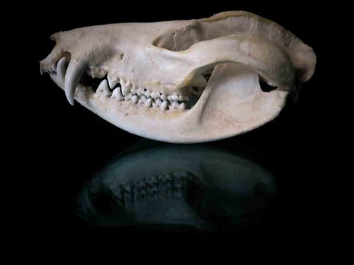 North American Opossum skull