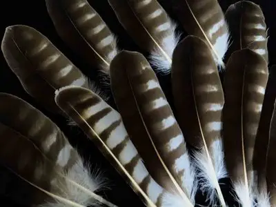 Osprey feather feathers bird