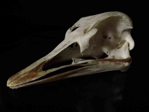 Ostrich skull bird