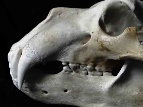Polar Bear skull teeth