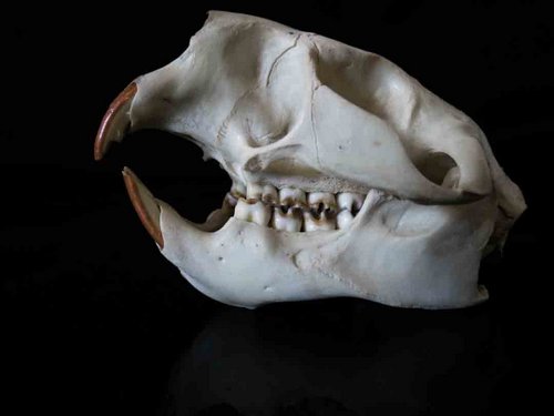 North American Porcupine skull