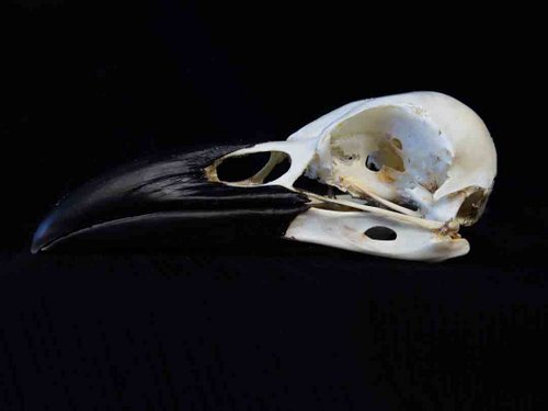 Common Raven skull bird
