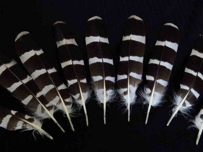 Red Shoulder Hawk feather feathers bird