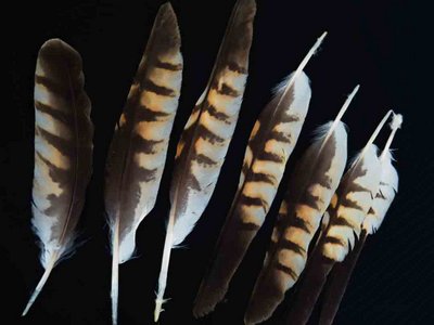 Red Shouldered Hawk feather feathers bird immature