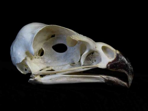 Red Tailed Hawk skull bird