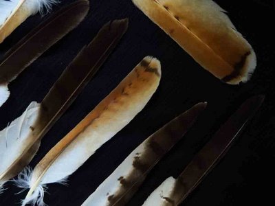 Red Tailed Hawk feather feathers bird