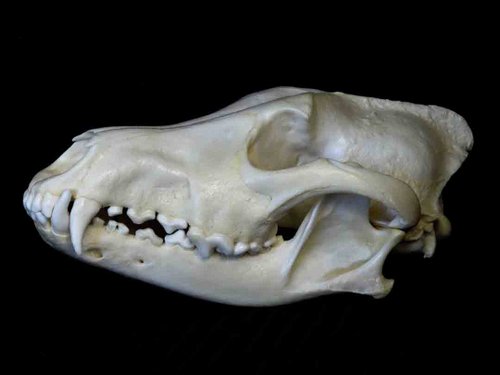 Red Wolf skull teeth