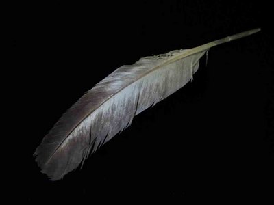 Reddish Egret feather feathers bird