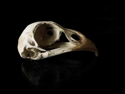 Ring Necked Pheasant skull bird