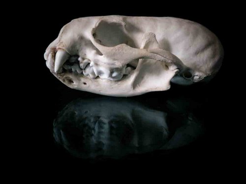 animal river otter skull guide