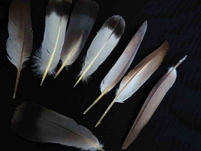 Rock Dove feather feathers bird