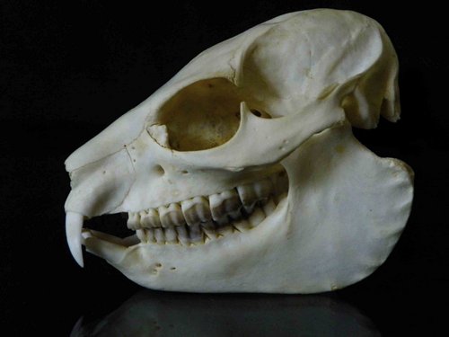 Rock Hyrax skull teeth