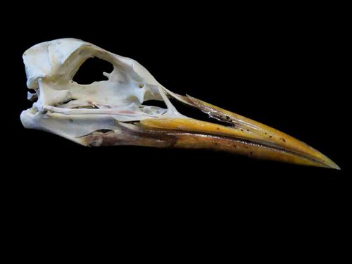 Royal Tern bird skull