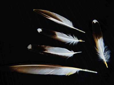 Ruddy Turnstone feather feathers bird