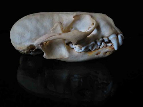 North American River Otter skull teeth