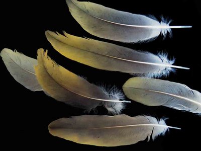 Sandhill Crane feather feathers bird