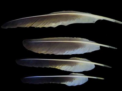Sandhill Crane feather feathers bird