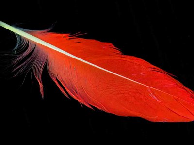 Scarlet Ibis feather feathers bird