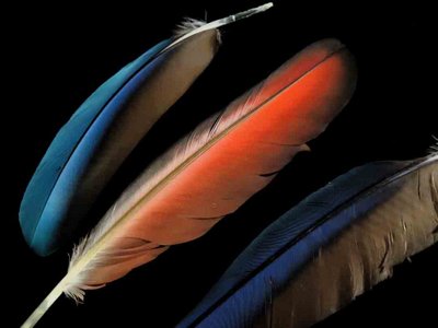 Scarlet Macaw feather feathers bird