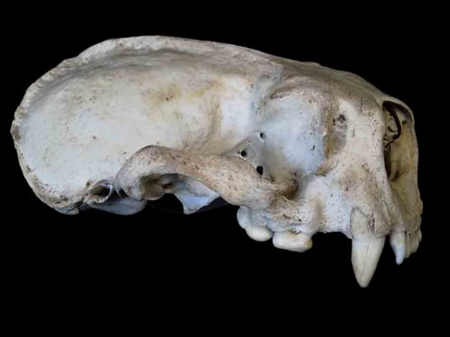 Sea Otter skull teeth