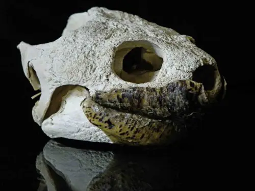 Common Snapping Turtle skull