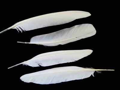 Snowy Egret feather feathers bird