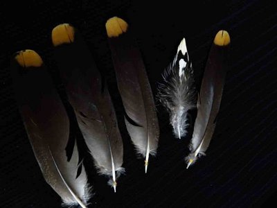 Spruce Grouse feather feathers bird