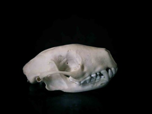 Striped Skunk skull teeth