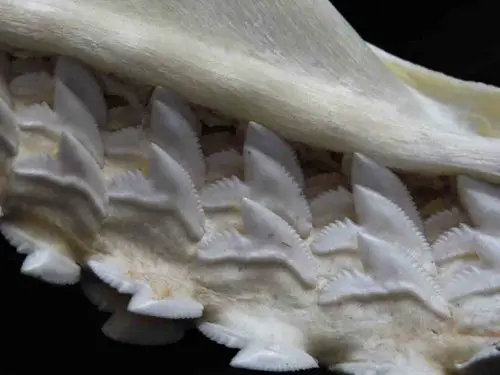 Tiger Shark jaws teeth tooth