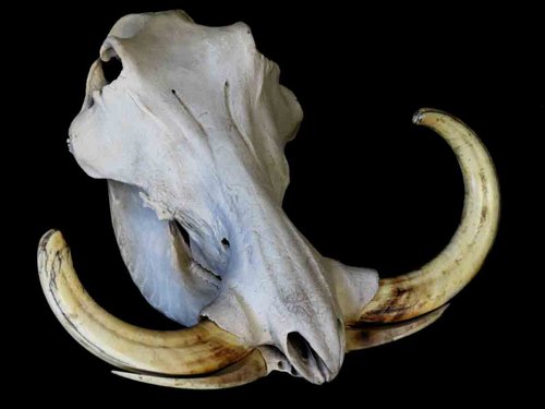 Warthog skull teeth tusks