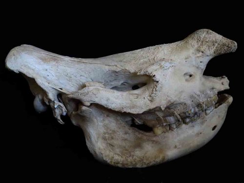 White Rhinoceros skull teeth