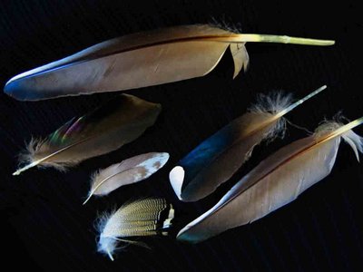 Wood Duck feather feathers bird