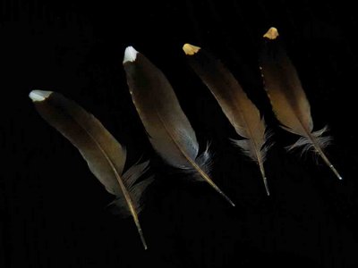Woodcock feather feathers bird (2)