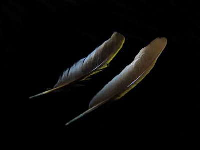 Yellow Warbler feather feathers bird