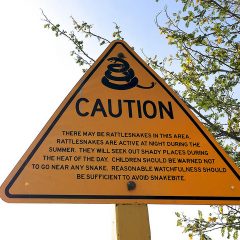 Snake Bites and How to Treat Them