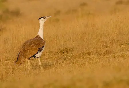 512px-great_indian_bustard