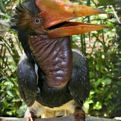 The Illegal Ivory Trade Takes Flight