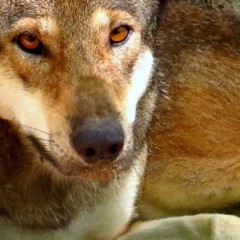 Where Wolves and Alligators Meet: Alligator River NWR