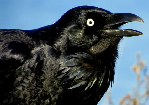 guide to birds of tasmania Australia forest raven