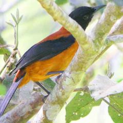 Species Profile: Hooded Pitohui