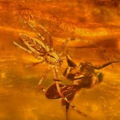 Amber: The World’s Sappiest Discoveries