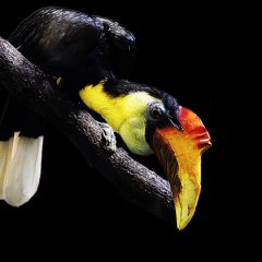 Borneo : Highlights of an Untamed Island