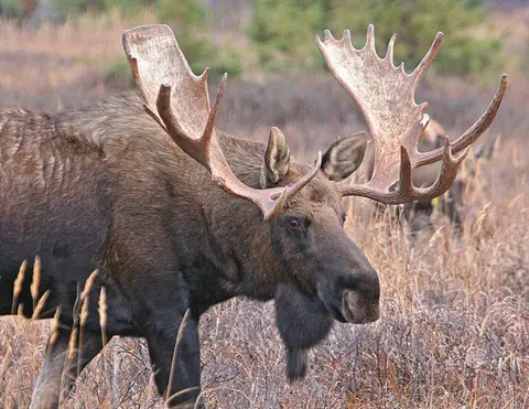 bull-moose-591100