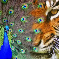 Chitwan National Park: Asia’s Serengeti