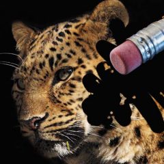 Species Declared Extinct in 2016