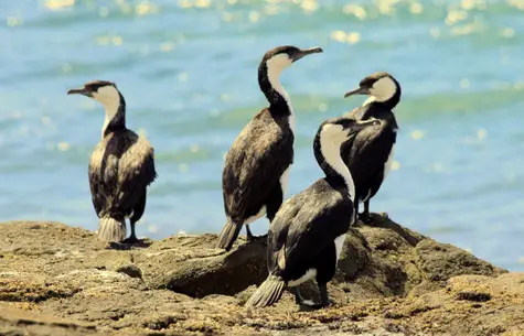 guide to birds of tasmania Australia black faced cormorant