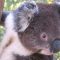 Best Places to See Koalas in Australia