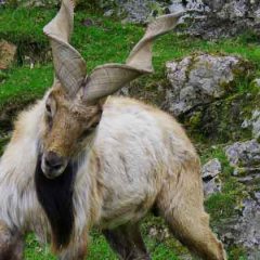 Species Profile: Markhor
