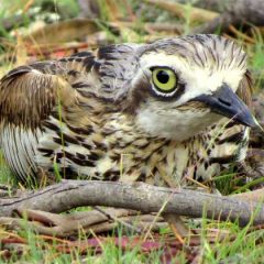 Mulligans Flat – Turning Back Time in Australia